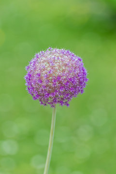     Purple flower, Allium bulb, purple flower
