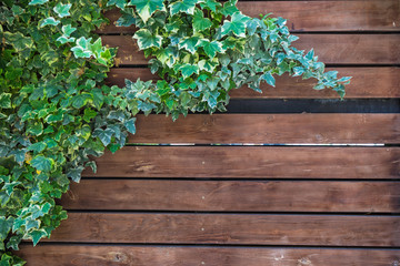 Ivy plant on boarder