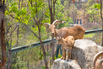 Herd of mountain goats, Goat in the garden, Goat in the nature habitat