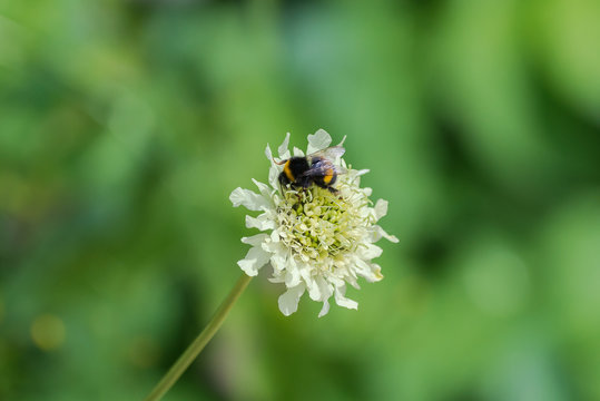     Buff-tailed bumblebee on a white flower, insect 