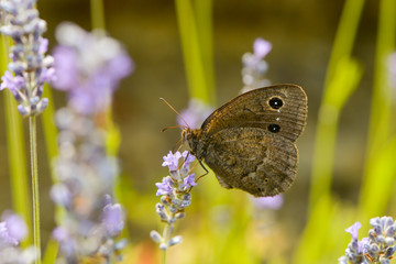 Blauäugiger Waldportier auf einer Lavendelblüte