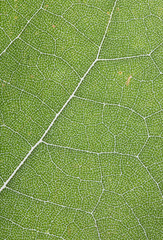 Leaf with back light. Macro photography.