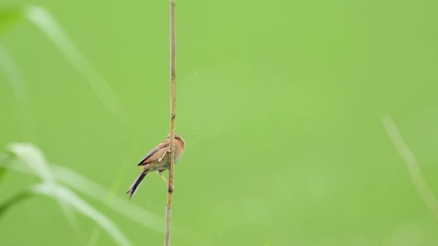 巣に運ぶ餌を咥えるホオジロ雌(Meadow Bunting)