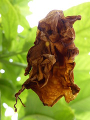 getrocknete trompetenblume von unten