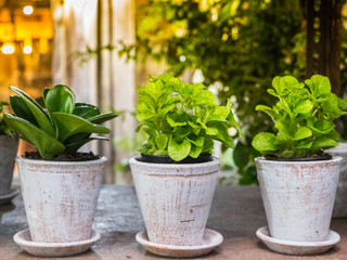 Small herbs in plantation.