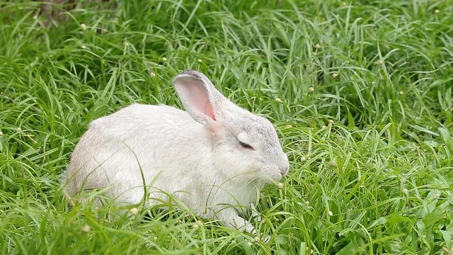 Gray bunny rabbit on green grass background.