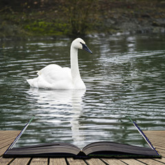 eautiful portrait of Trumpeter Swan Cygnus Buccinator on water in Spring concept coming out of pages in open book