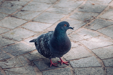 Dove