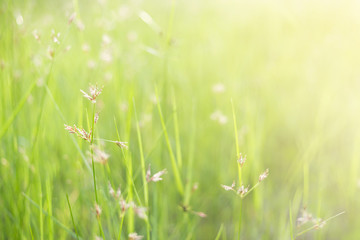 Spring or summer abstract nature blurred background with flower grass in the meadow