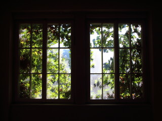 Window with Bright Sunlight and Weed in Backlight