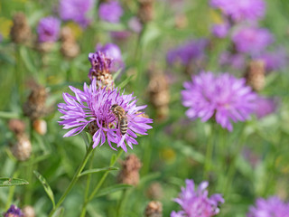 Obraz premium Wiesenflockenblume, Centaurea jacea