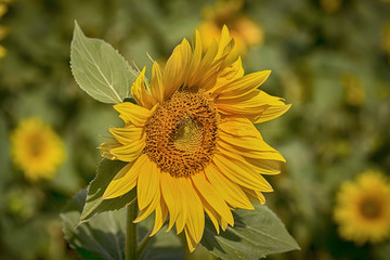 Sunflower in the field, macro, close up