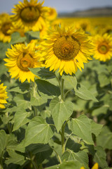 Sunflower in the field, macro, close up