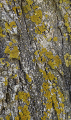 Bark texture of tree with moss