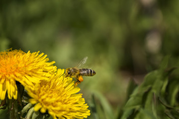Honey bee gathering honey from dandellion flower