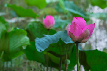 Lotus flower,