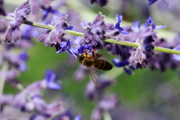 Flowers of Salvia nemorosa with a fly