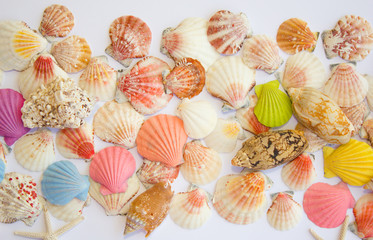 Composition of exotic sea shells on a white background. The view from the top. Place for your text.