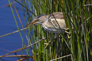 Little Bittern (Ixobrychus minutus) adult female, caught a fish, Lower Moors, St Mary's, Isles of Scilly, England, UK.