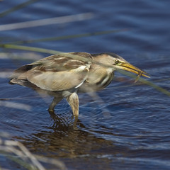 Little Bittern (Ixobrychus minutus) adult female, caught a fish, Lower Moors, St Mary's, Isles of Scilly, England, UK.