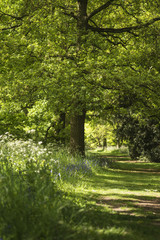 Lovely shallow depth of field fresh landscape of English forest and countryside in Spring sunshine