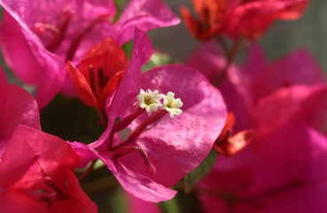 Bougainvillaea flower
