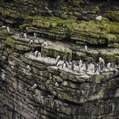 Numerous Common guillemots Uria Aalge nesting on sides of cliffs in Anglesey Wales