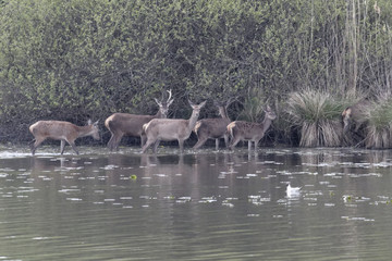 Cerfs en Brenne