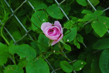 Rosafarbene Rose