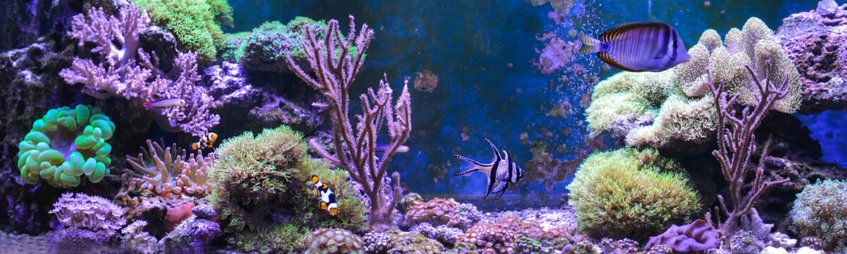 Reef tank, marine aquarium full of fishes and plants. Tank filled with water for keeping live underwater animals. Gorgonaria, Clavularia. Zoanthus. Zebrasoma. Percula. Oxycirrhites typus, Bleeker.