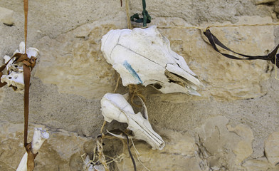 Goat skulls for terrifying decoration