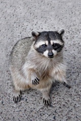 Raccoon