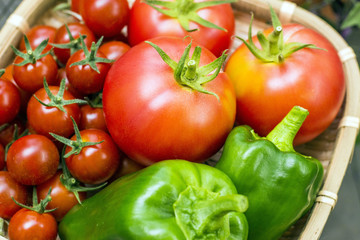 野菜の収穫　トマトとピーマン