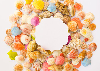 Composition of exotic sea shells, frame on a white background. The view from the top. Place for your text.