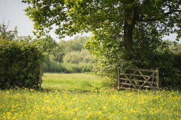 Fototapeta na wymiar Beautiful English countryside landscape image of meadow in Spring sunshine