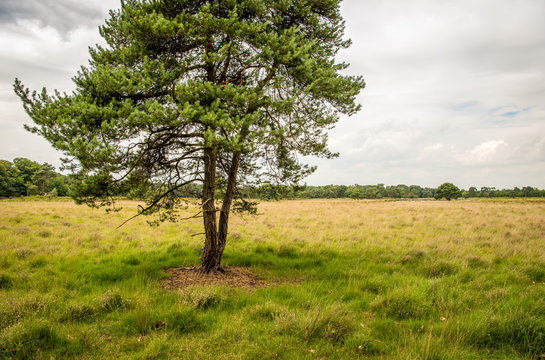 Scots pine tree on a large heather field
