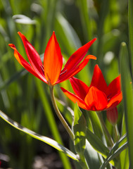 rote Tulpe