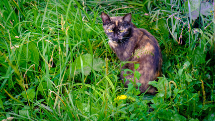 Naklejka na ściany i meble motley the cat in the grass