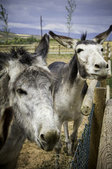 Two funny donkeys on a farm
