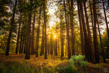 Obraz premium Sunrise in canadian forest