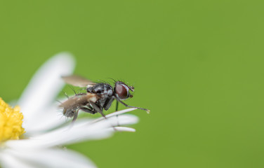 Fly On Daisy