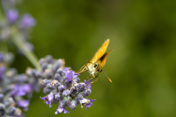 Dickkopffalter an einer Lavendelblüte © nounours1