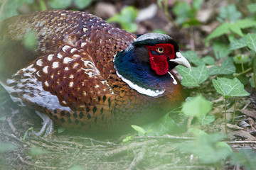 A close-up of a male Common Pheasant (Phasianus colchicus), West Sussex, England, UK.