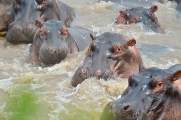 Hippo
