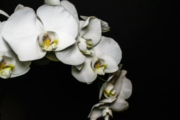 Macro. Close up of white phalaenopsis orchid flower spray in bloom with black background.