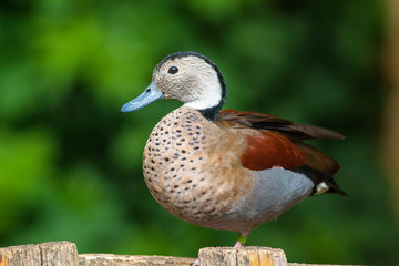 Callonette à collier - Callonetta leucophrys - en gros plan