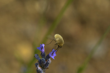 Kleiner Wollschweber an einer Lavendelblüte