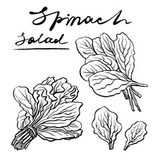 Spinach leaves. Hand drawn vector set. Isolated Spinach leaves drawing on white background. Vegetable engraved style illustration. Detailed botanical drawing. Farm market product.