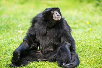 Singe Siamang - Symphalangus syndactylus - en gros plan