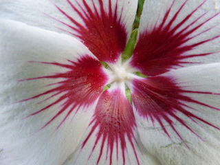 rot rosafarbene hibiskus Hamabo © Weisenborn Dietrich